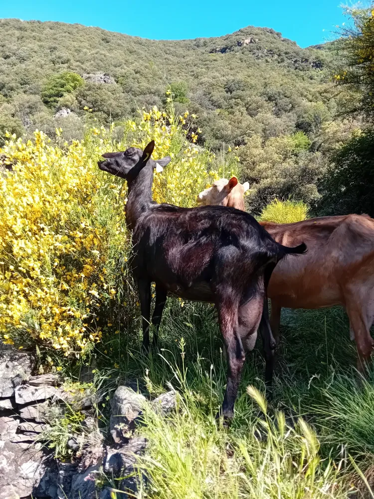pelardon-des-cevennes (3)