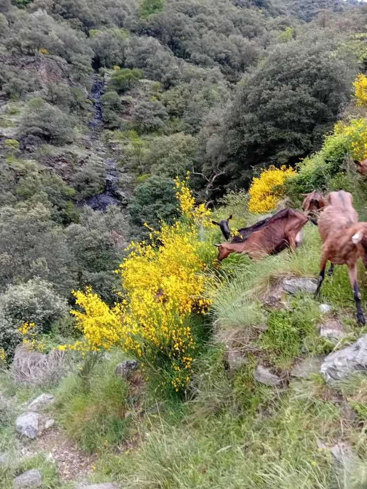 pelardon-des-cevennes (2)